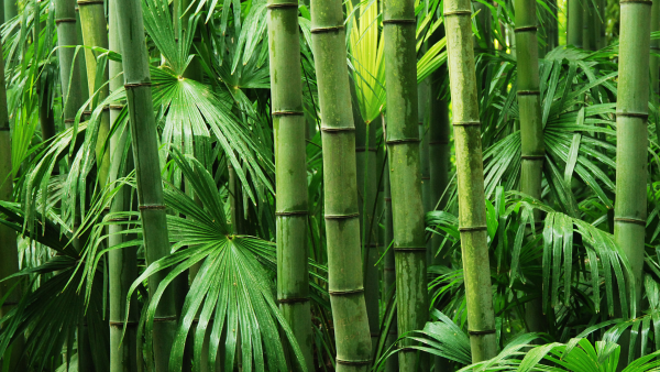forêt de bambou
