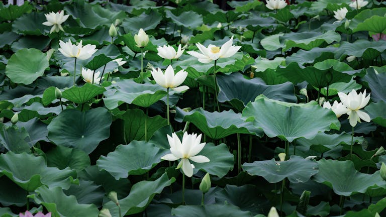Discover the tranquility of blooming lotus flowers amidst lush green leaves on a serene pond.