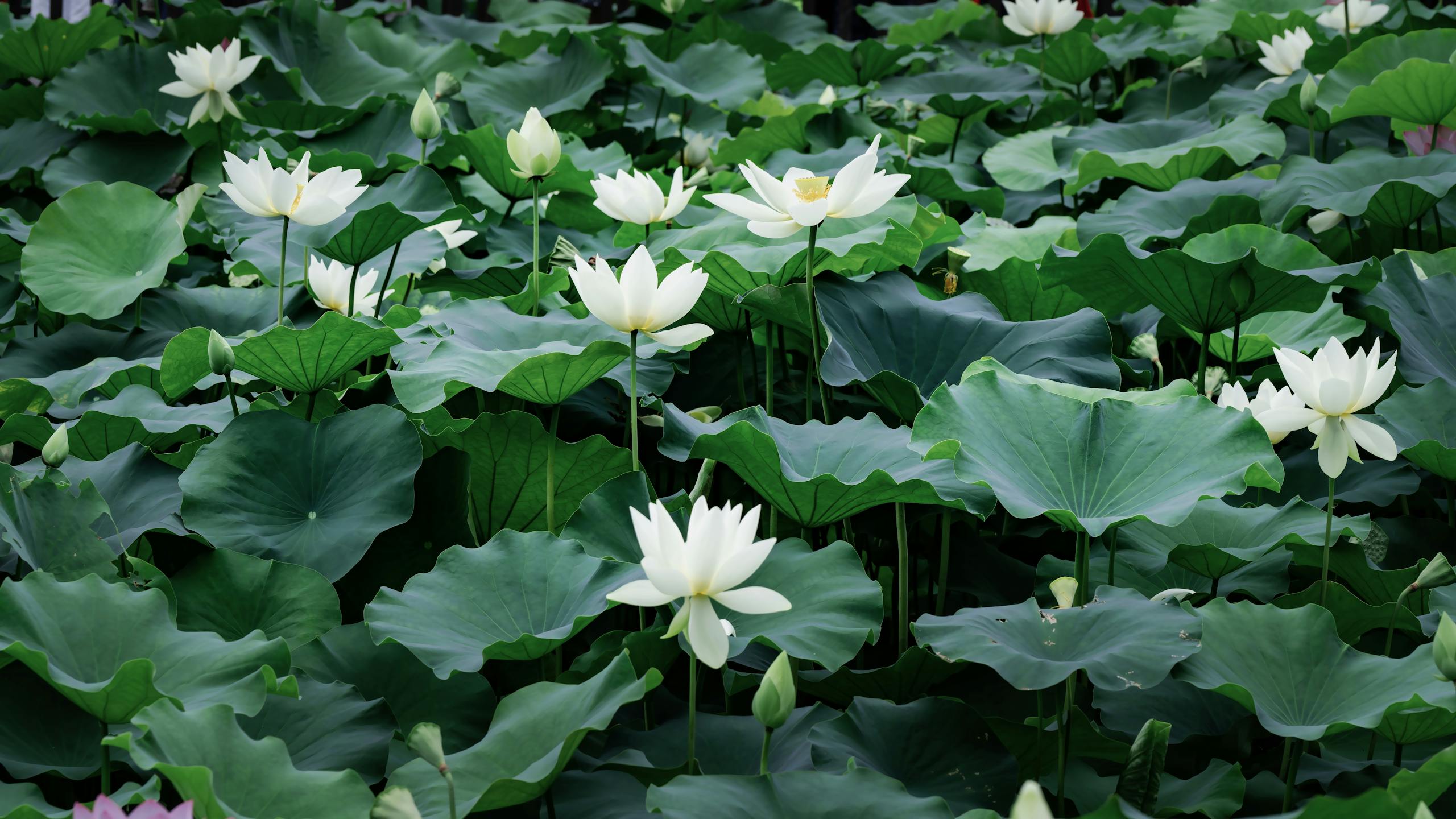 Discover the tranquility of blooming lotus flowers amidst lush green leaves on a serene pond.
